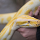 Illustration for article titled Austrian Man Bitten By Neighbor's Python That Somehow Ended Up Inside His Toilet
